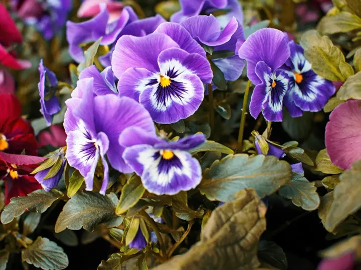 A háromszínű árvácska kapcsolata a bőrápolással Sejtvédelem 16751 16751 A háromszínű árvácska kapcsolata a bőrápolással Sejtvédelem