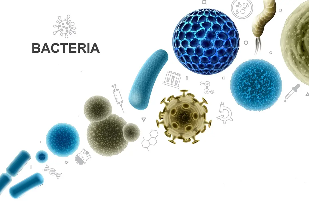 1809-sm002-009-TS-m000-c5-bacteria20virus20realistic Ételmérgezés: tünetei, megelőzés és teendők Emésztés 