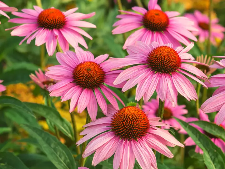 2-echinacea Az 5 legjobb vírusölő gyógynövény Immunrendszer 