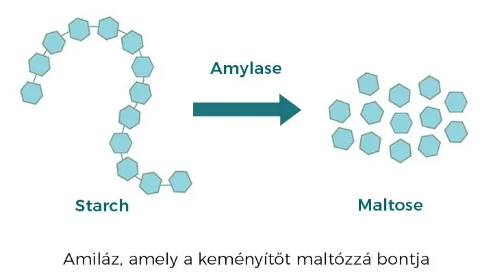 2-natur-tanya-emesztoenzim-amilaz-szenhidratbonto-enzim-abra Emésztőenzim hiány tünetei és emésztőenzim pótlás Emésztés 
