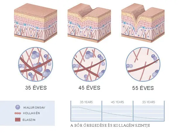 3-facelift-kollagen-halkollagen-elasztin-ital-bor-abra 6 ok a halkollagén peptidek mellett Szépség 