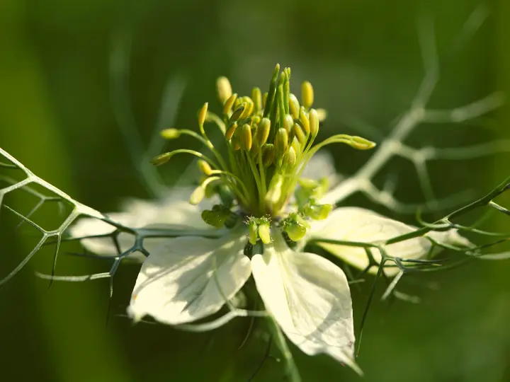 3-feketekomeny Az 5 legjobb vírusölő gyógynövény Immunrendszer 
