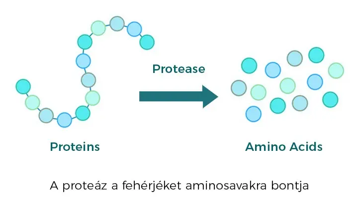 3-natur-tanya-emesztoenzim-proteaz-feherjebonto-enzim-abra Emésztőenzim hiány tünetei és emésztőenzim pótlás Emésztés 