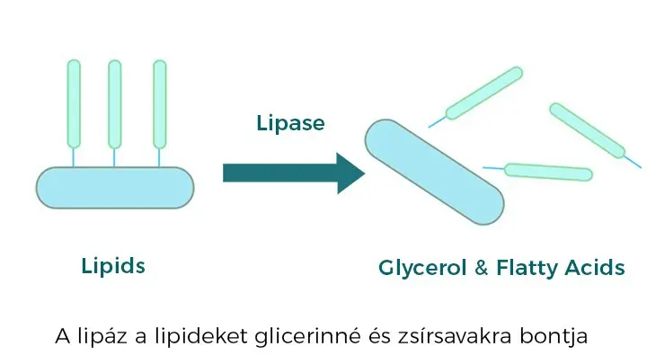4-natur-tanya-emesztoenzim-lipaz-zsirbonto-enzim-abra Emésztőenzim hiány tünetei és emésztőenzim pótlás Emésztés 