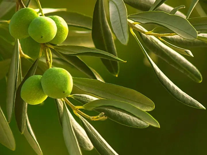 4-olajfa Az 5 legjobb vírusölő gyógynövény Immunrendszer 