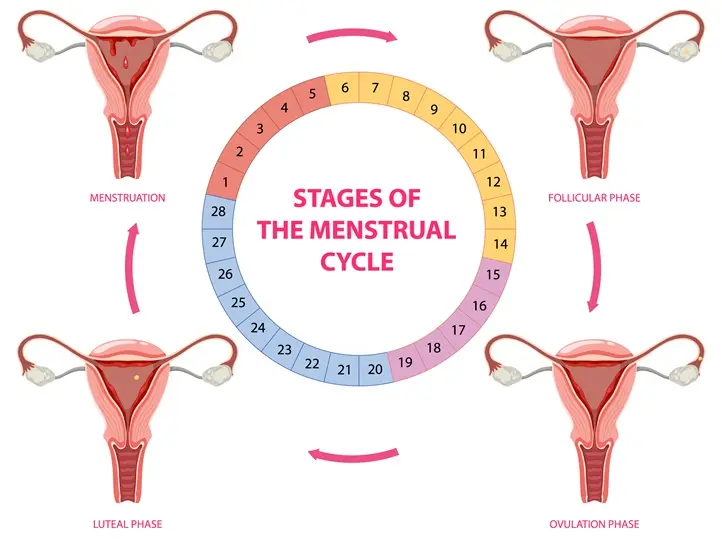 4bc7_0zz5_230328 A B-vitaminok és hormonrendszer Hormontámogatás 