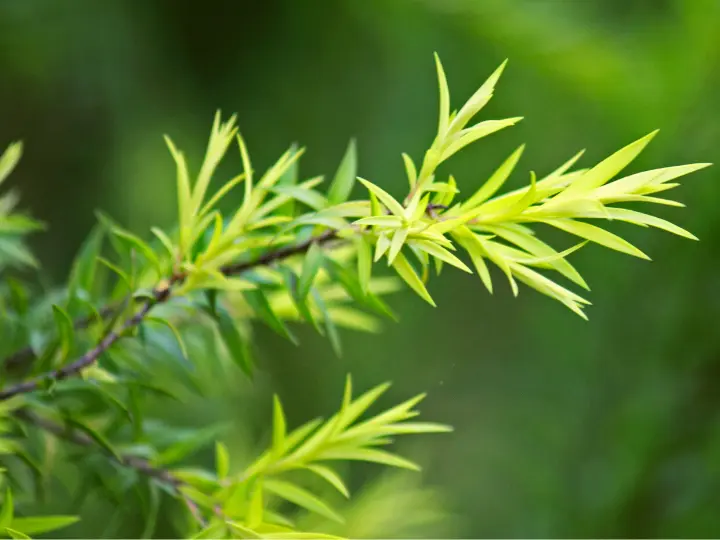 6-teafa Az 5 legjobb vírusölő gyógynövény Immunrendszer 