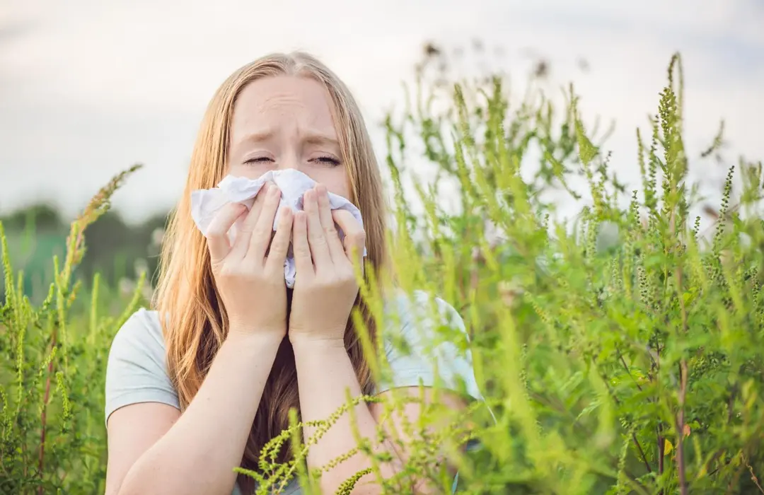 6776 Étrend parlagfű allergia esetén – mit egyél és mit kerülj? Immunrendszer 
