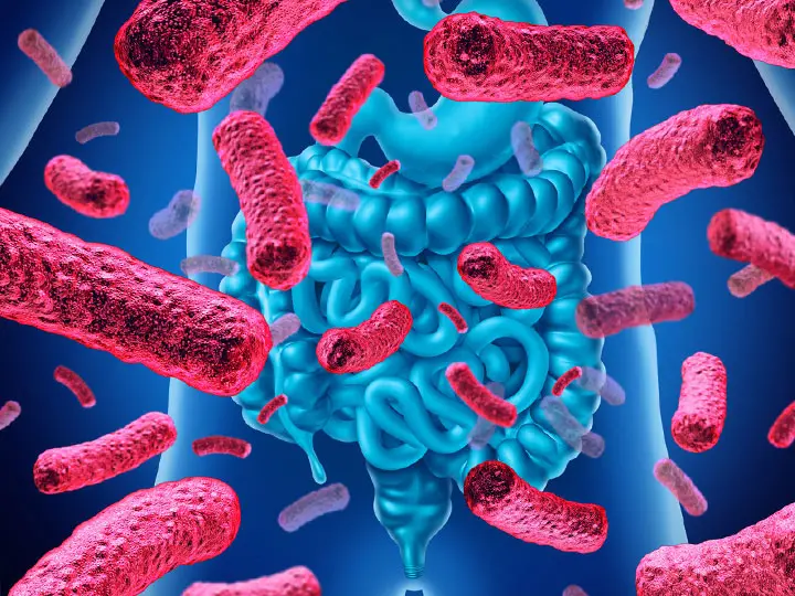 6mikrobiom-belflora-egyensuly-pre-probiotikum-szepseg-egeszseg Együnk baktériumokat! Emésztés 