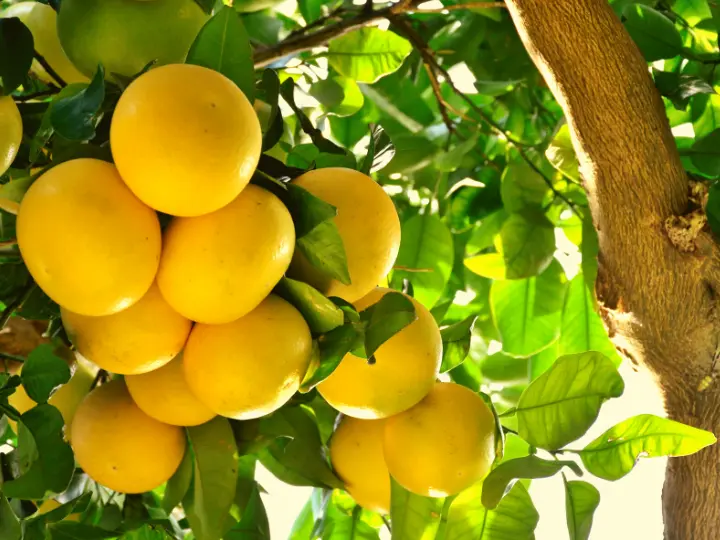 7-grapefruit Az 5 legjobb vírusölő gyógynövény Immunrendszer 