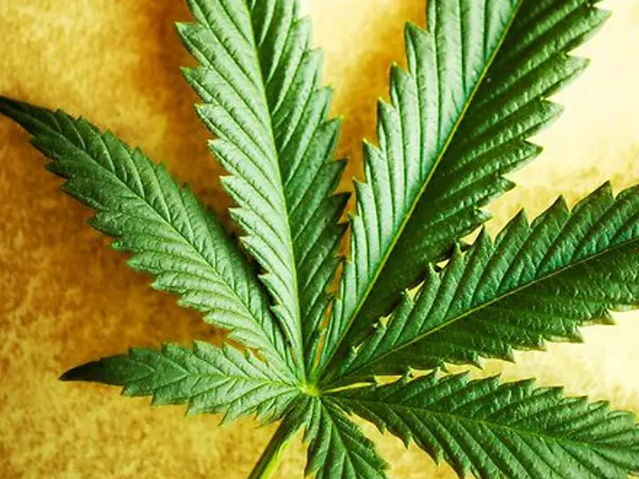 7-kendermagolaj-erdekesseg-omega-3-6-zsirsavak-level 8 ÉRV a kendermagolaj mellett Szépség 