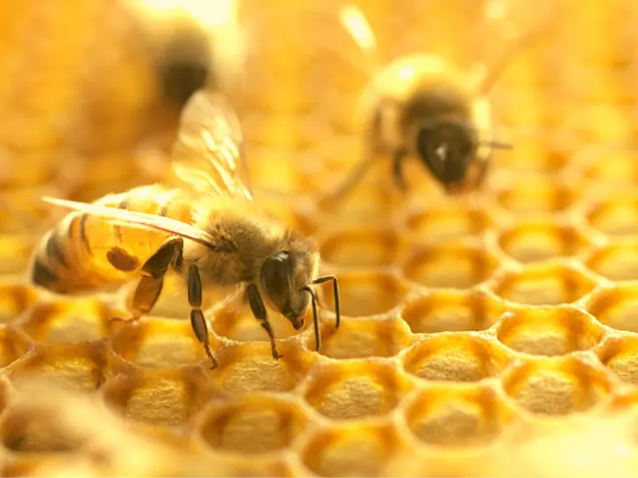 8-propolisz Az 5 legjobb vírusölő gyógynövény Immunrendszer 