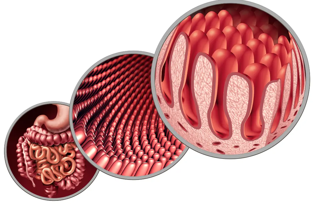 Hogyan20mC3A9rik20az20alfa-diverzitC3A1st Mi az alfa-diverzitás? Emésztés 