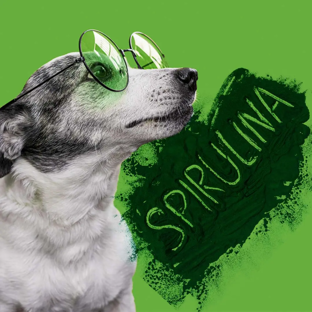 Spirulina20hC3A1zikedvenceknek20facebook20hirdetC3A9s20kC3A9p201080x1080px202 Kis kedvenceink szuper immunerősítője Immunrendszer 