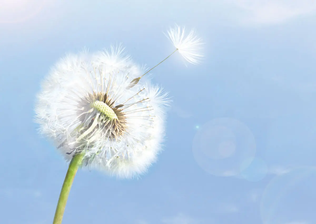 allergicum-allergia Allergia? Itt a megoldás! Immunrendszer 