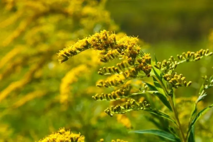 aranyvesszo 7 természetes vízhajtó növény Szupertápanyagok 