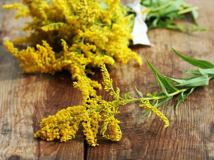 aranyvesszofuves-holgyi-tea-ciszta-mioma-ellen-noveny Gyógynövények a női egészségért Hormontámogatás 