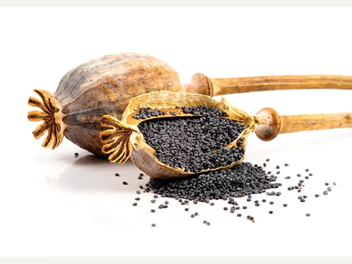 arcapolo-babaolaj-haj-szepsegapolo-premium-makolaj-mak-gumo 9 OK a prémium mákolaj mellett Immunrendszer 