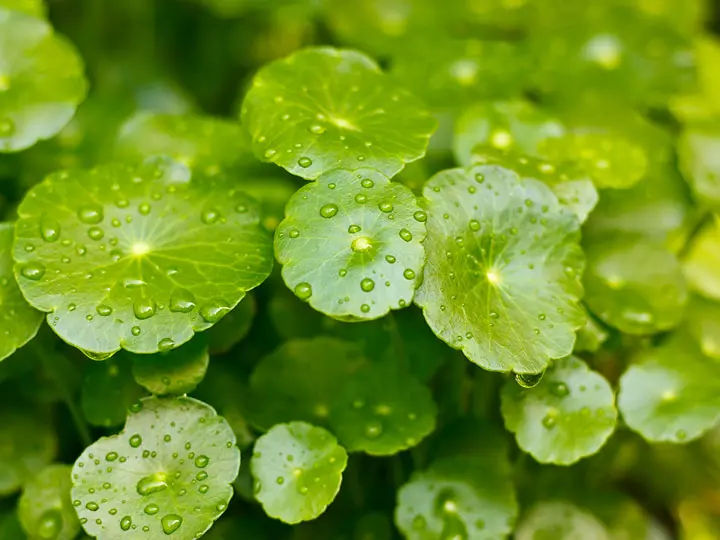 azsiai-gazlo-elonyei Az ázsiai gázló fogyasztásának 10 előnye Szupertápanyagok 