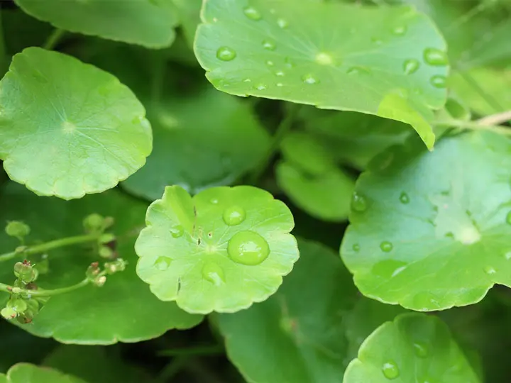 azsiai-gazlo-koncentracio Az ázsiai gázló fogyasztásának 10 előnye Szupertápanyagok 