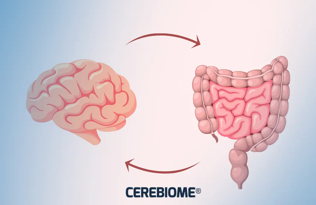 bel-agy-tengely-zavarai Bél-agy tengely: stressz és emésztés Mentális egészség 