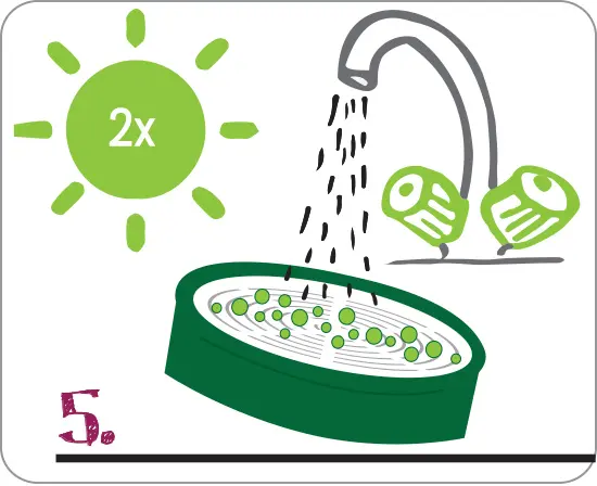 bio-csiraztatas-puffadas-termeszetes-vegyszermentes-magok-vitaminok Otthoni csíráztatás fortélyai 8 lépésben Szupertápanyagok 