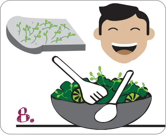 bio-termeszetes-csiraztatas-puffadas-vegyszermen-vitaminoktes-magok Otthoni csíráztatás fortélyai 8 lépésben Szupertápanyagok 