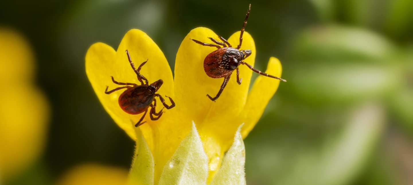borku-1 Itt a kullancsszezon! Tippek kullancsok ellen Szupertápanyagok 