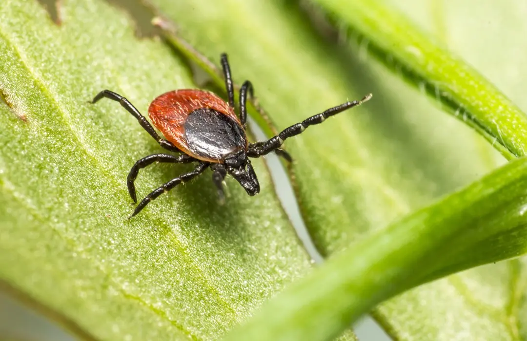 brown-black-spider-green-leaf Tények és tévhitek a Lyme-kórról Sejtvédelem 