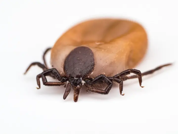 close-up-insect-white-background Itt a kullancsszezon! Tippek kullancsok ellen Szupertápanyagok 