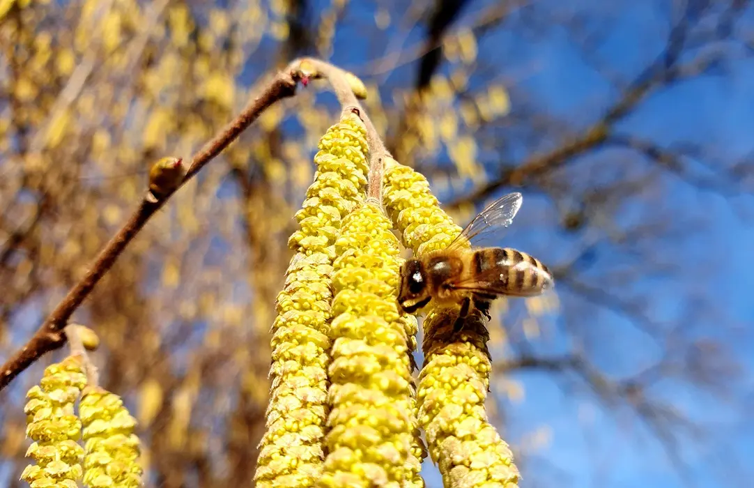close-up-insect-yellow-flower Influenza elleni védőoltás - 9 fontos tudnivaló Immunrendszer 