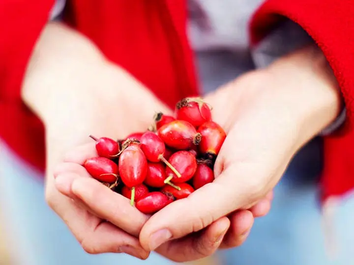 csipkebogyomagolaj-hidegensajtolt-kulsoleg-belsoleg-bogyo A csipkebogyómag olaj 10 legértékesebb hatása Szépség 