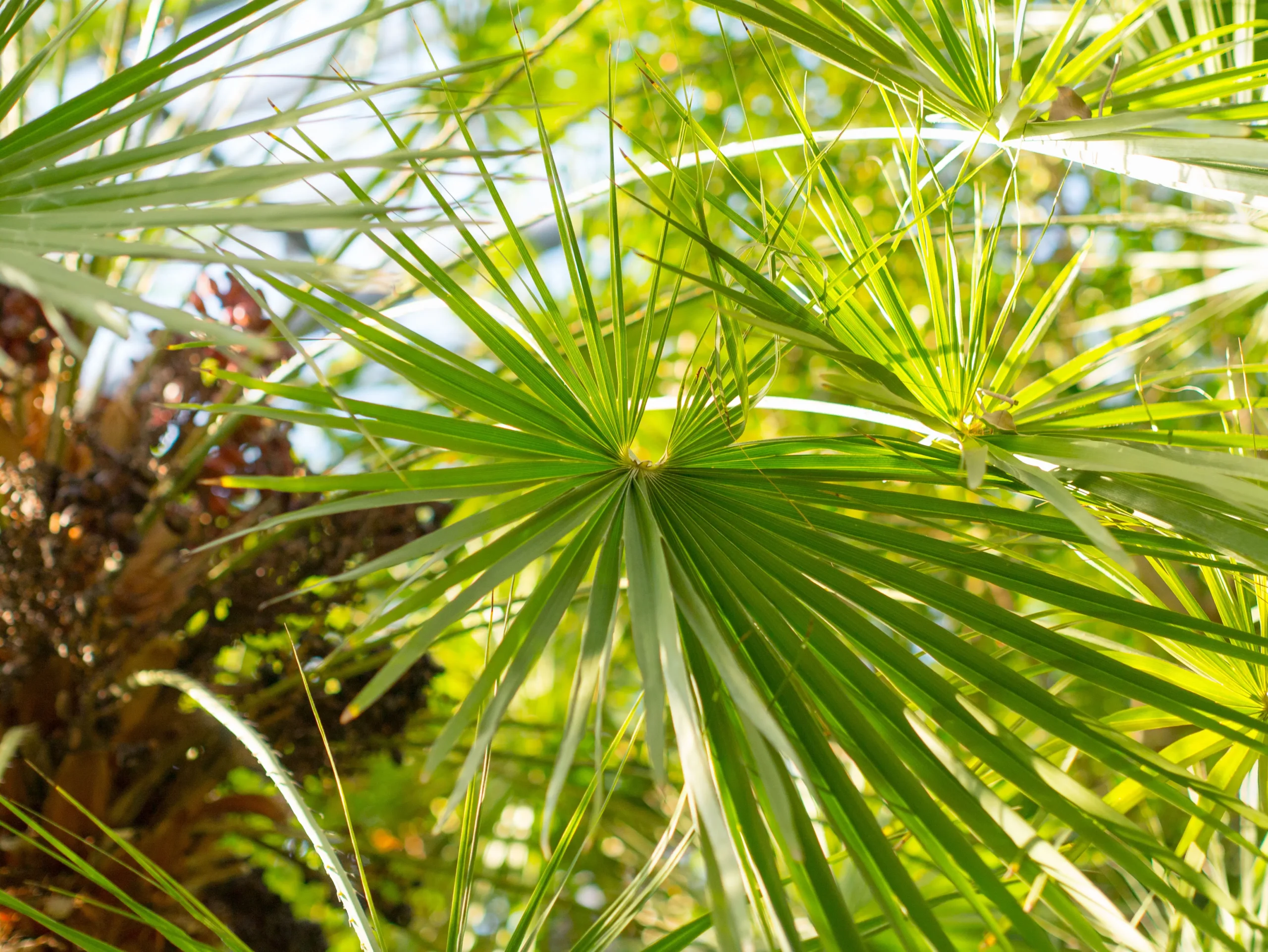 egy20C591si20nC3B6vC3A9ny20modern20problC3A9mC3A1kra-scaled Fűrészpálma: egy ősi növény, modern problémákra Szupertápanyagok 