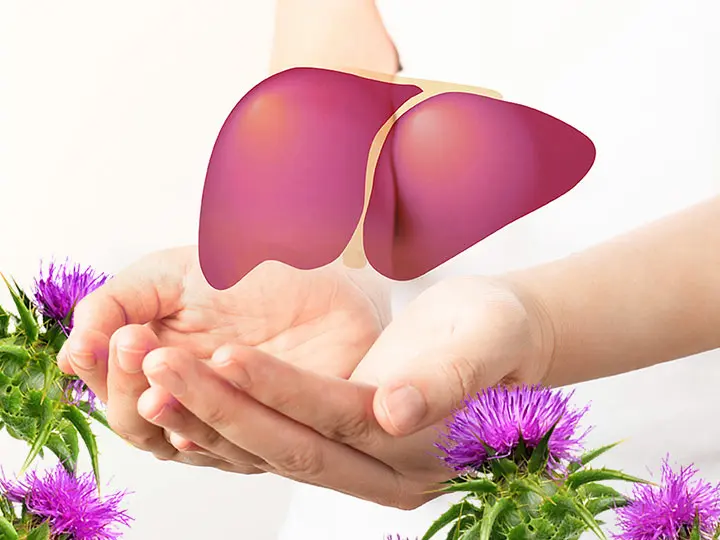 emesztes-epe-kolin-szilimarin-mariatovis-max-maj-tenyer 5 ok, amikor ajánlott a máriatövis és a kolin Emésztés 