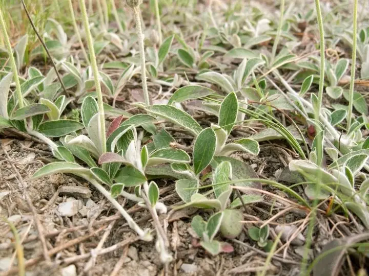 ezustos-holgymal 7 természetes vízhajtó növény Szupertápanyagok 