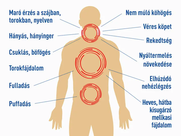 fermentalt-papaya-emesztes-gyomor-reflux-abra A papaya jót tesz a gyomornak és az emésztésnek! Emésztés 