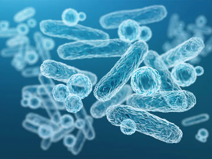 ferzym-belflora-probiotikum-prebiotikum-mikrobiom 10 ok, hogy baktériumokat egyél! Emésztés 