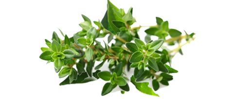 fitotree-teafa-olaj Viszlát paraziták, vírusok, gombák és baktériumok! Immunrendszer 