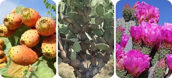 fugekaktusz-a-termeszetben-zsiregetes-etvagycsokkentes-vercukorszint-szabalyozas Szúrj ki a zsírpárnáiddal! Testsúlycsökkentés 