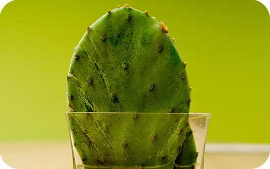 fugekaktusz-otthon-zsiregetes-etvagycsokkentes-vercukorszint-szabalyozas Szúrj ki a zsírpárnáiddal! Testsúlycsökkentés 