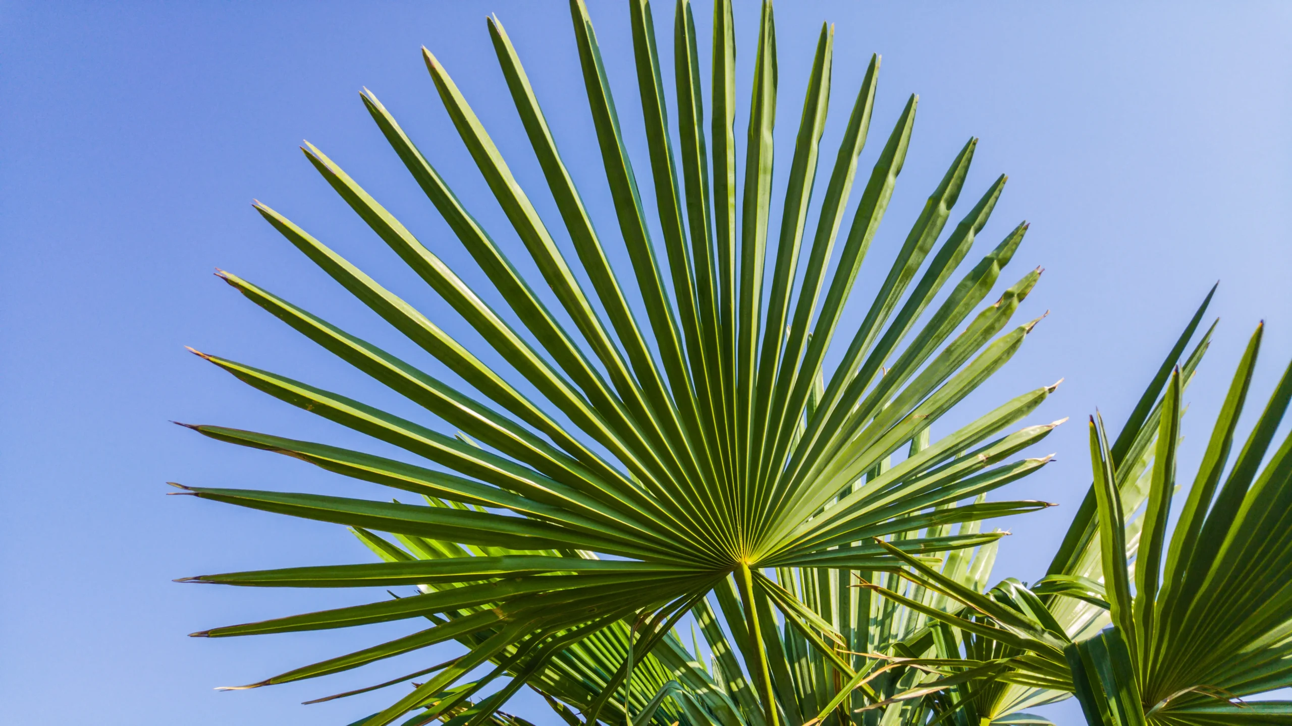 fureszpalma20kiegeszito-scaled Por vagy olaj, tabletta vagy kapszula? Szupertápanyagok 