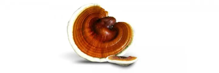 ganoderma-pecsetviaszgomba-mikologia-gombakutatas A Pecsétviaszgomba jótékony hatásai Szupertápanyagok 