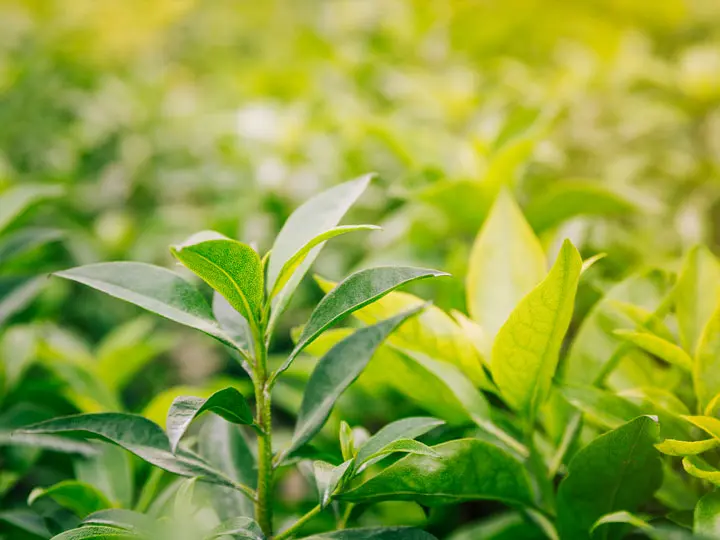 greente-egcg-inzulinrezisztencia EGCG, a zsírégető és étvágycsökkentő antioxidáns Testsúlycsökkentés 