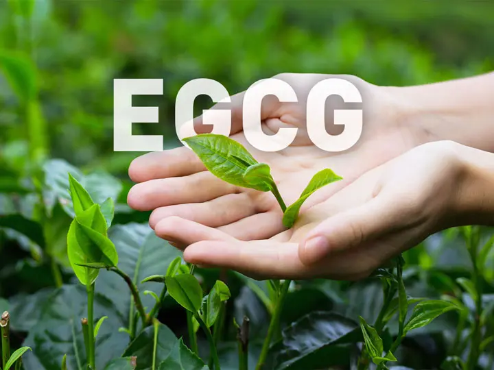 greente-spray-egcg-antioxidans EGCG, a zsírégető és étvágycsökkentő antioxidáns Testsúlycsökkentés 