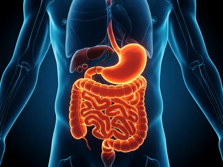 gyulladasos-belbetegsegek-enzimek Természetes segítség a bélbetegségekre: Emésztőenzimek Emésztés 