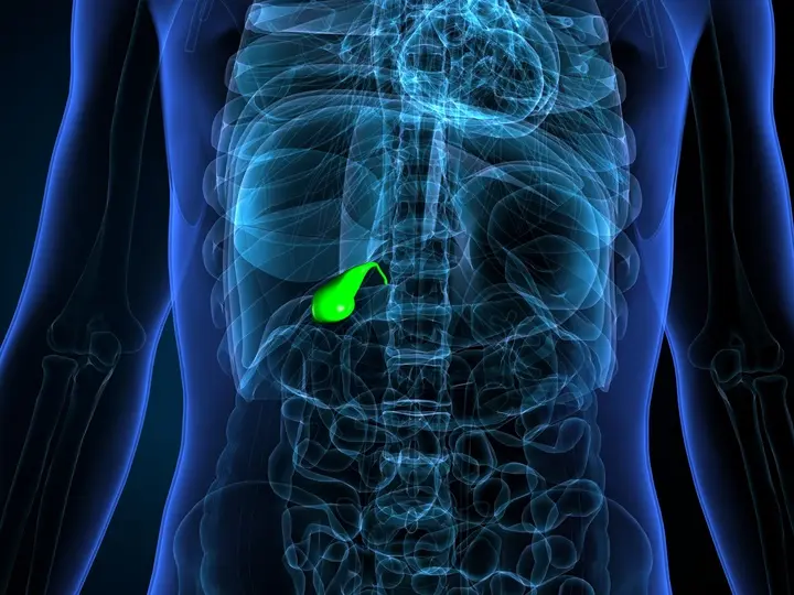 human-body-organ-gallbladder-anatomy-3d-illustration Epepangás természetes kezelése Emésztés 