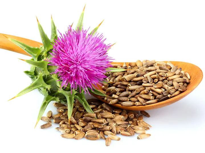 immunerosito-mariatovismag-liszt 6 érv a máj - és epevédő máriatövismag-liszt mellett Emésztés 