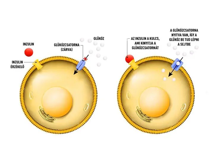 inzulinrezisztencia-ir-etrend-kiegeszito-eletmodvaltas-hormon-glukoz Fordítsd vissza az inzulinrezisztenciát! Hormontámogatás 