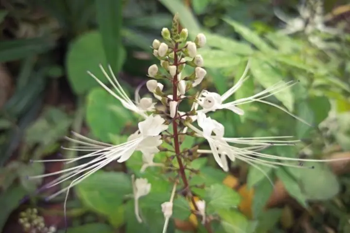 java-tea-vesetea 7 természetes vízhajtó növény Szupertápanyagok 