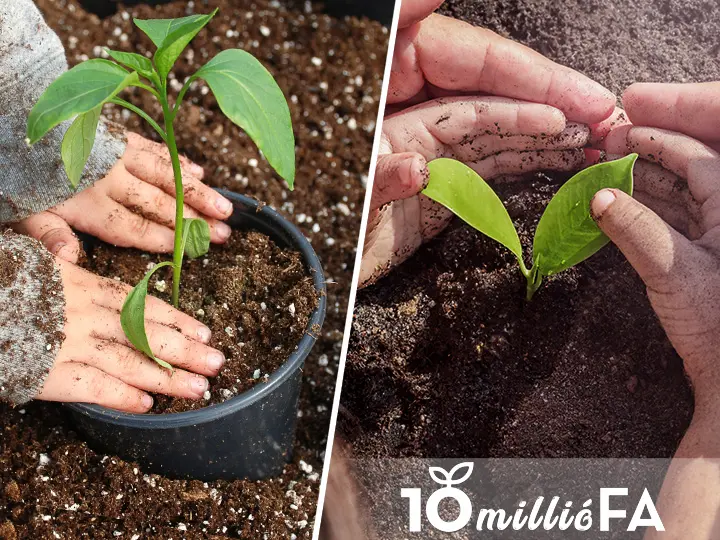 junior-multivitamin-termeszetes-gyerekvitamin-faultetes Természetes gyerekvitamin, óvodás és kisiskolás gyermekeknek Immunrendszer 